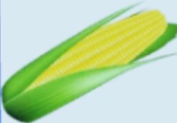 Corn Meme Template