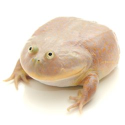 Budgett Frog Meme Template