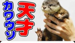 Otter Syamoji Baby Meme Template