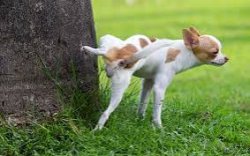 puppy taking piss Meme Template