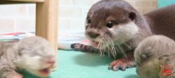 Baby Otter Yuki Meme Template