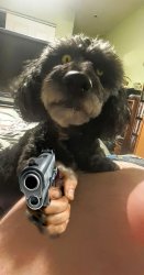 Dog's got a Gat! Meme Template