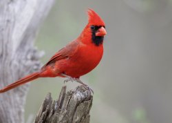 Cardinal Bird Meme Template