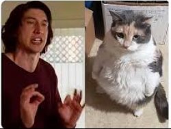 Me trying to explain to my cat Meme Template