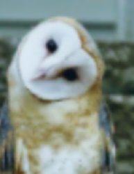 Owl Meme Template