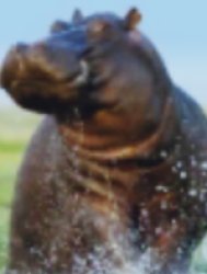Hippopotamus Meme Template