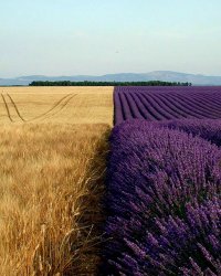 Wheat lavender fields Meme Template