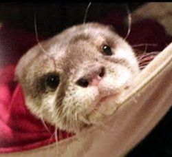 Otter Kotaro Baby Meme Template