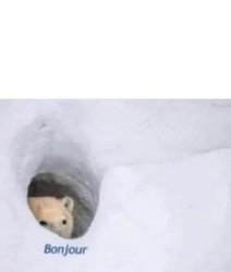 Bonjour bear Meme Template