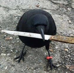 crow with knife Meme Template
