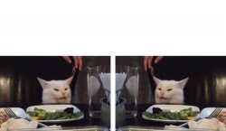 Cat looking at cat Meme Template