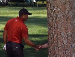 Tiger Woods Tree Shake Meme Template