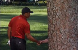Tiger Shaking Hands With Tree Meme Template