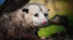 Sad Opossum Meme Template