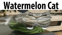 watermelon ahh cat Meme Template