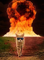 Bomb cat explosion Meme Template