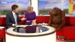 Orangutan TV show Meme Template