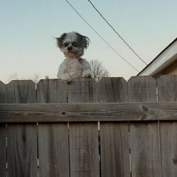 ugly dog judges you over a fence Meme Template