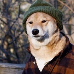 lumberjack dog Meme Template