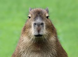 capibara Meme Template