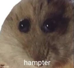 hampter Meme Template