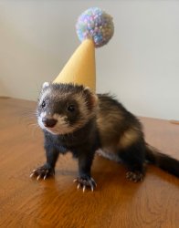 Ferret with birthday hat Meme Template