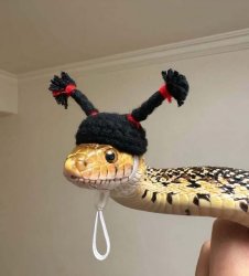 snake with knitted cap Meme Template