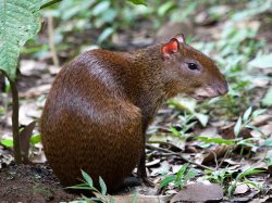 Agouti Meme Template