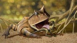 Frog eating Meme Template