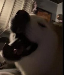 nother friend dog Meme Template