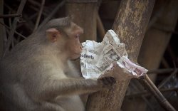 Monkey Holding Paper Meme Template