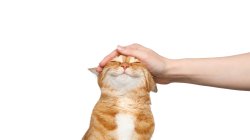 Smiling cat with hand on cat Meme Template
