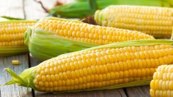 corn Meme Template
