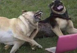 dogs laughing Meme Template