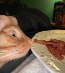 cat with bacon Meme Template