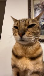 Sus Cat Meme Template