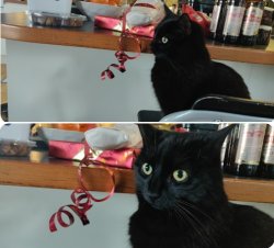 Pondering Cat Meme Template