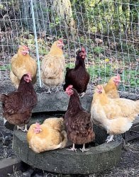 cocks Meme Template