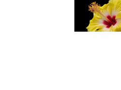 God Of Creation Meme Template