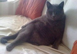 Cat 2 Meme Template