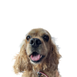Brownie Meme Template