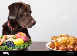 Dog begging for food from table Meme Template