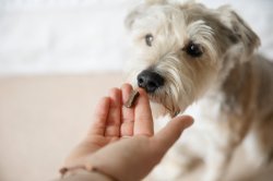 Dog Food Meme Template