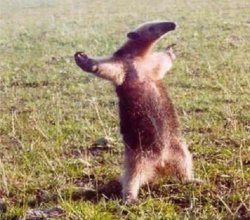Anteater Meme Template