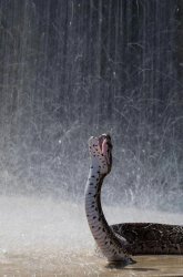 Dramatic Snake in Rain Meme Template