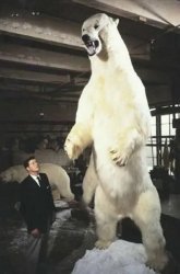 Giant polar bear Meme Template