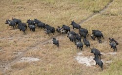Wild hogs Meme Template