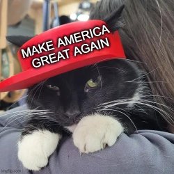 Cat in a Hat Meme Template
