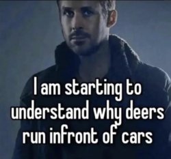 I am starting to understand why deers run in front of cars Meme Template