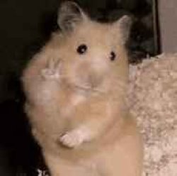 Peace hamster Meme Template
